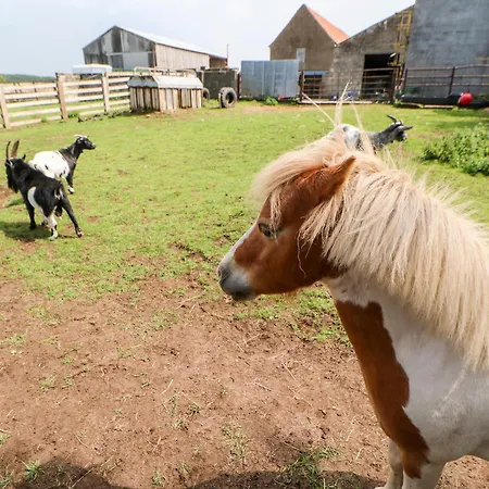 Heathcliff נורת'אלרטון