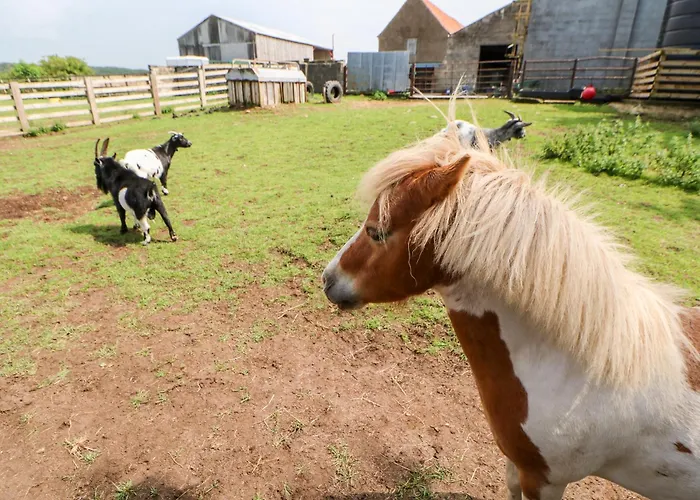 Heathcliff Northallerton